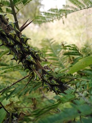 Umbonia crassicornis