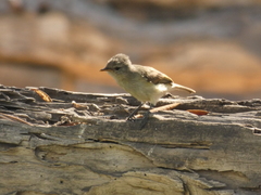 Camptostoma obsoletum