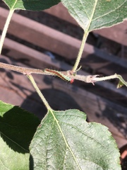 Acronicta radcliffei