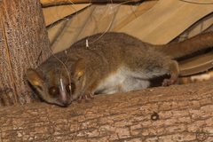 Berthe's Mouse Lemur photo 1