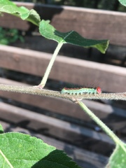 Acronicta radcliffei
