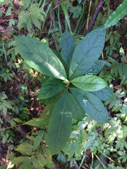 Decaneuropsis gratiosa