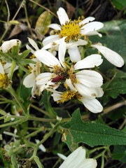 Rhodobaenus sanguineus