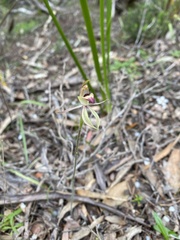 Caladenia tessellata