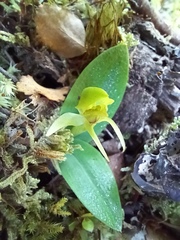 Chiloglottis cornuta