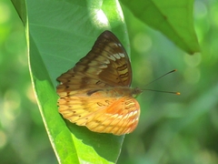 Euthalia monina