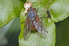 Calliphora hilli