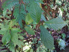 Ficus benguetensis