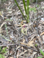 Caladenia tessellata