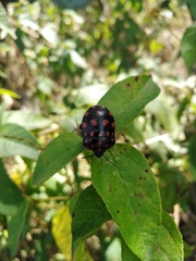 Pachycoris