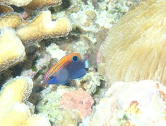 Pomacentrus bankanensis