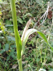 Echinochloa