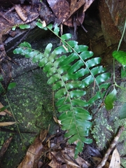 Arthropteris palisotii
