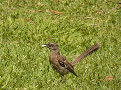 Mimus longicaudatus