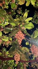 Arbutus × andrachnoides