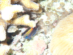 Pomacentrus bankanensis