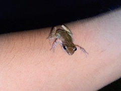 Eleutherodactylus petersi