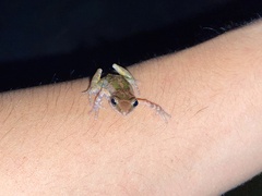 Eleutherodactylus petersi