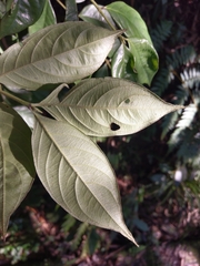 Lasianthus hispidulus