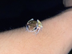 Eleutherodactylus petersi