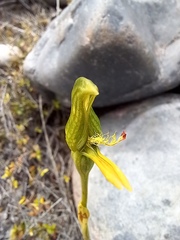 Pterostylis tasmanica