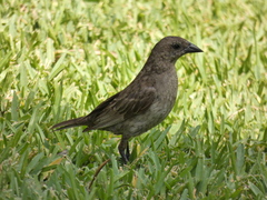 Molothrus bonariensis