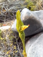 Pterostylis tasmanica