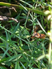 Compsocryptus texensis