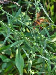 Compsocryptus texensis