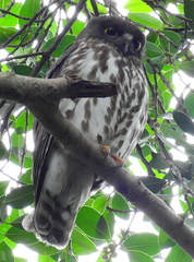 Ninox japonica