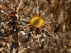 Carlina libanotica