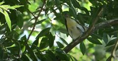 Vireo olivaceus