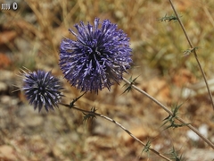 Echinops gaillardotii