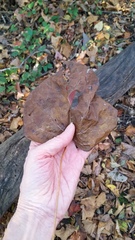 Menispermum canadense