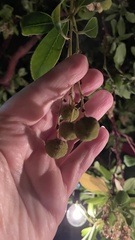Arbutus × andrachnoides