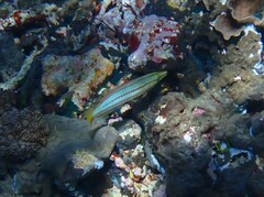 Hologymnosus doliatus