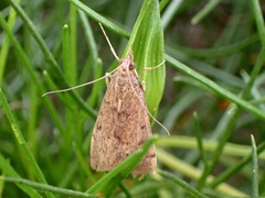 Pyraustinae