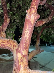 Arbutus × andrachnoides
