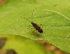 Ozophora picturata