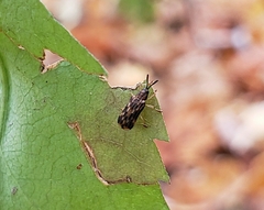 Sumitrosis inaequalis