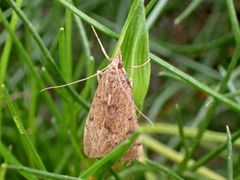 Pyraustinae