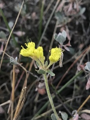 Eriogonum