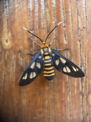 Amata huebneri