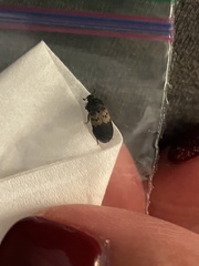 Dermestes