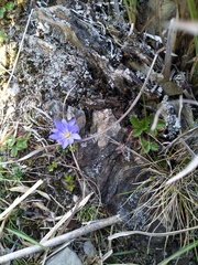 Gentiana arisanensis