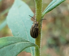 Ophraella conferta