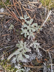 Antennaria parvifolia
