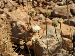 Cephalaria stellipilis