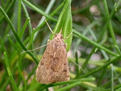 Pyraustinae