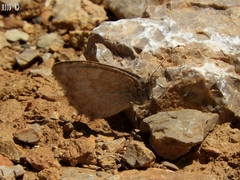 Pseudochazara pelopea